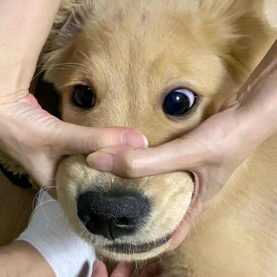 特工林林七