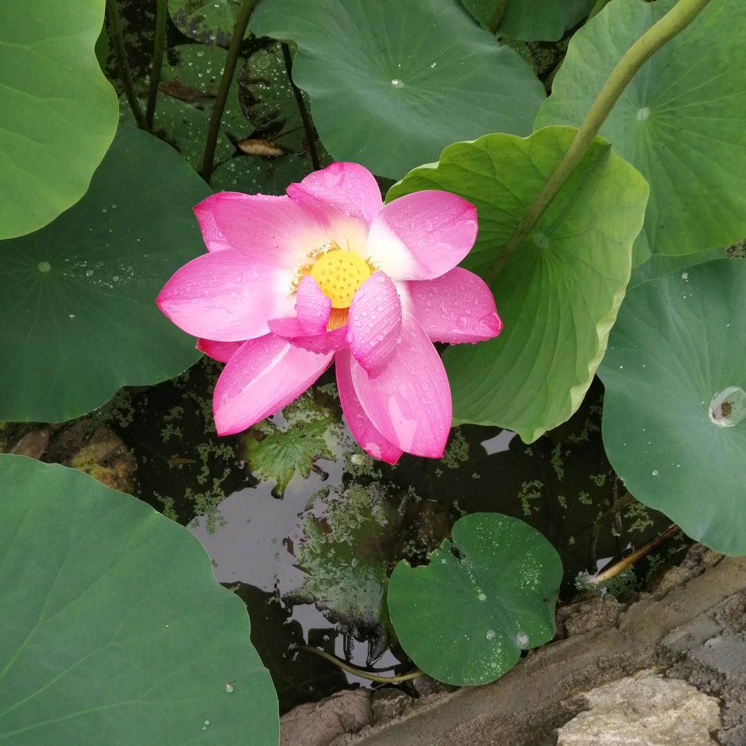 如意一枚