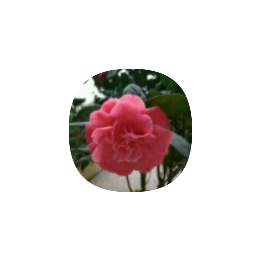 我.茶花无缺