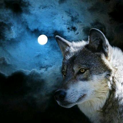 狼～行～天～下