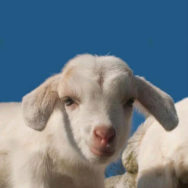 著名美食鉴定家