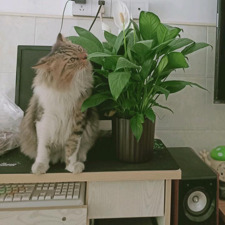 岁月吴痕