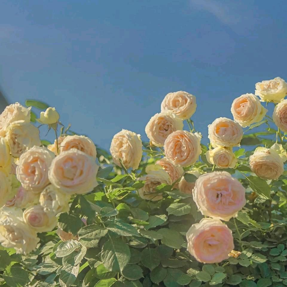 ✨✨芳✨芳✨✨