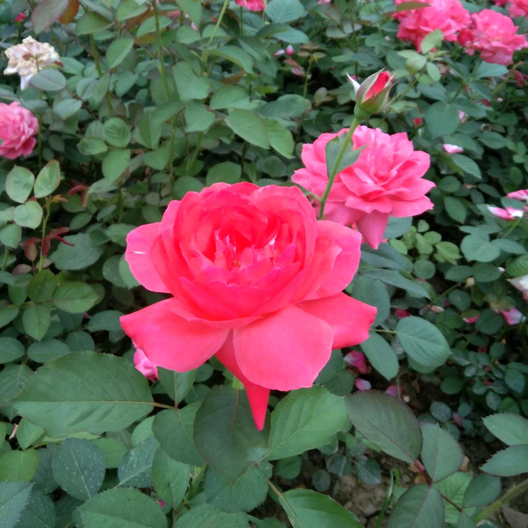 清馨月季花基地