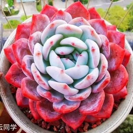重庆多肉爱好者