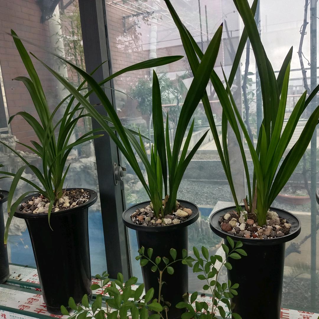 笑着退场