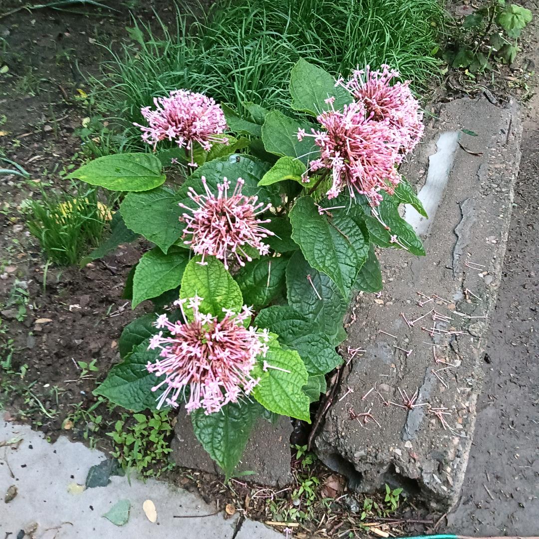 平平安安