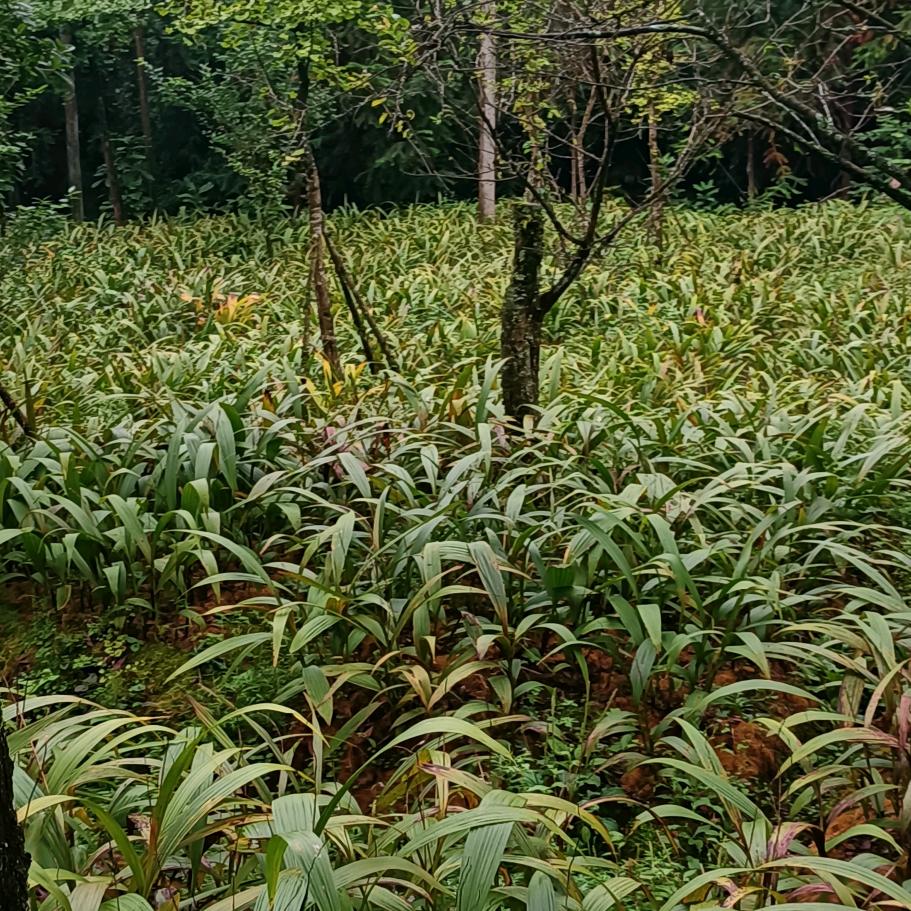 药材种植基地yk21eo