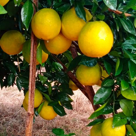 少兰生态脐橙园