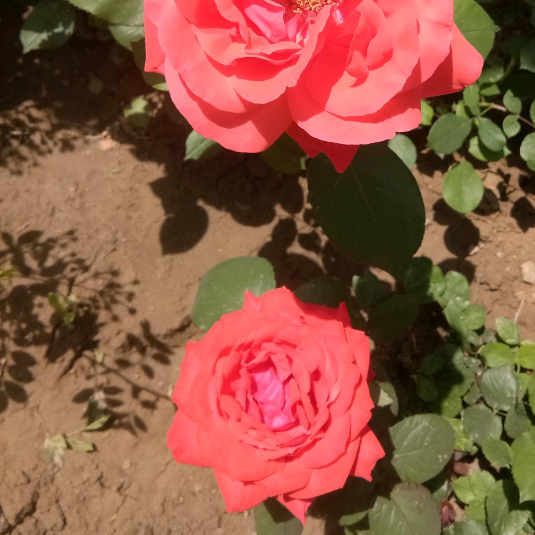 王贵芬