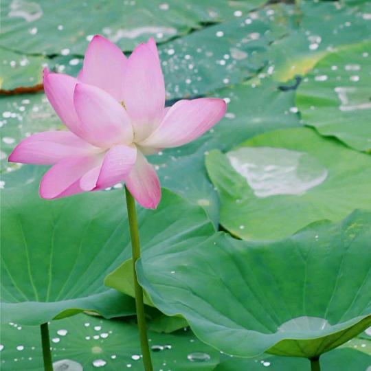 雨润静菏