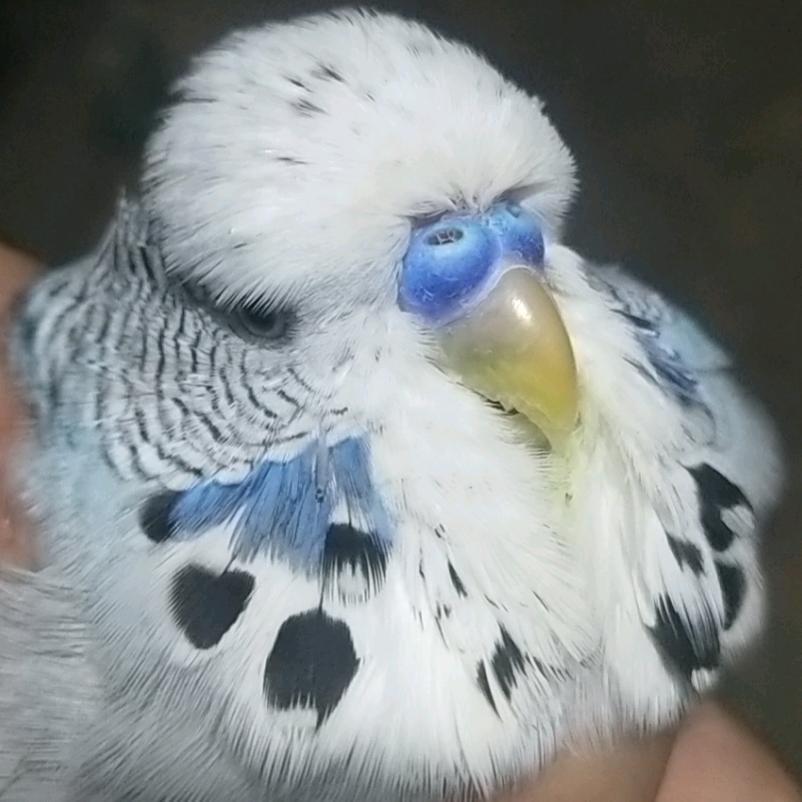 宁晋县渲夏鹦鹉养殖场