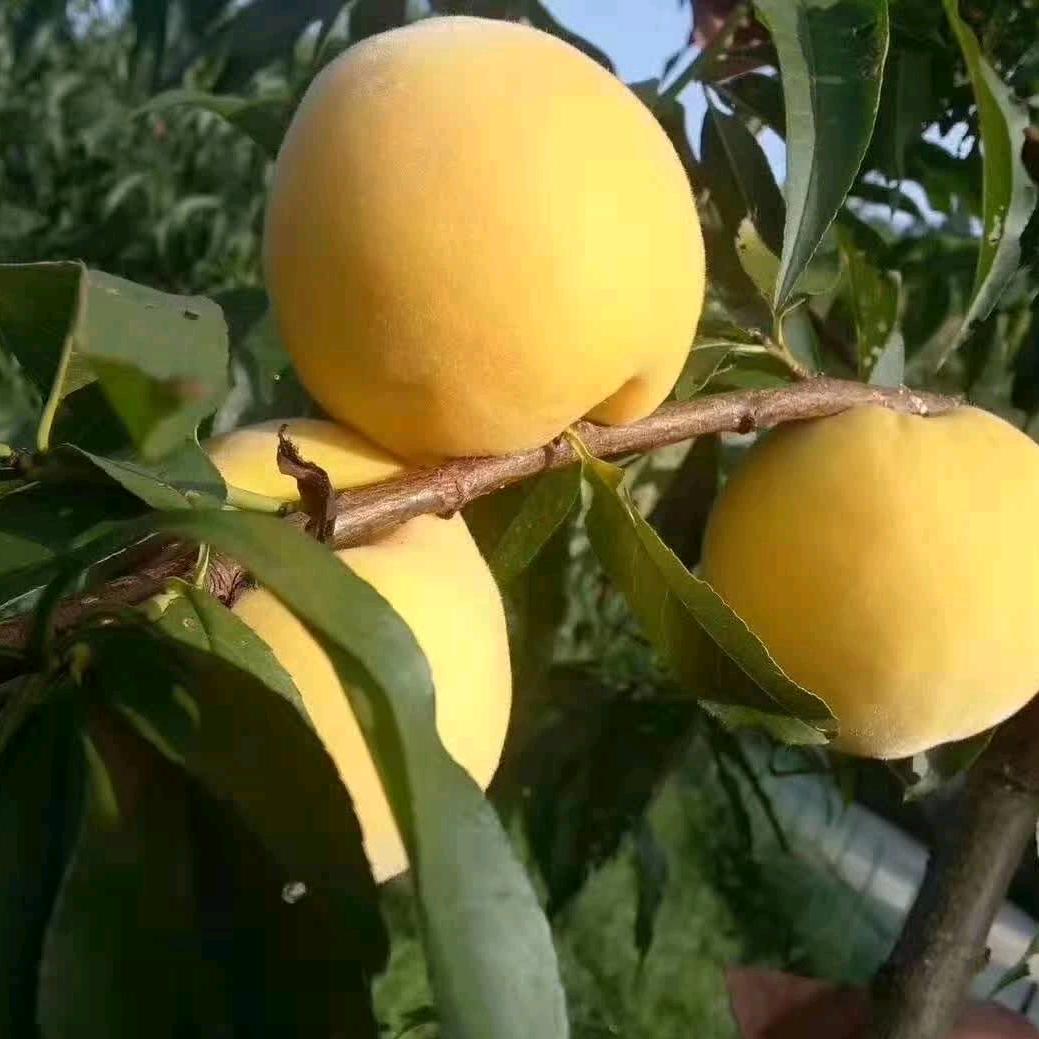 武功山瑞果黄桃基地