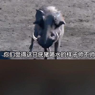 🐷儿粑