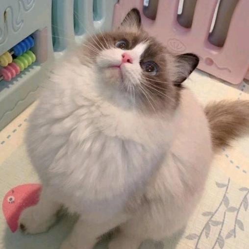 一猫一狗私宠洗护会所