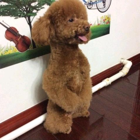 璀璨薇