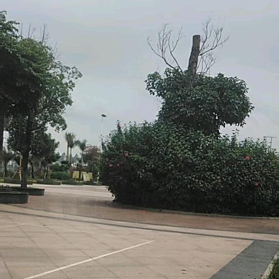 孤心风踏浪