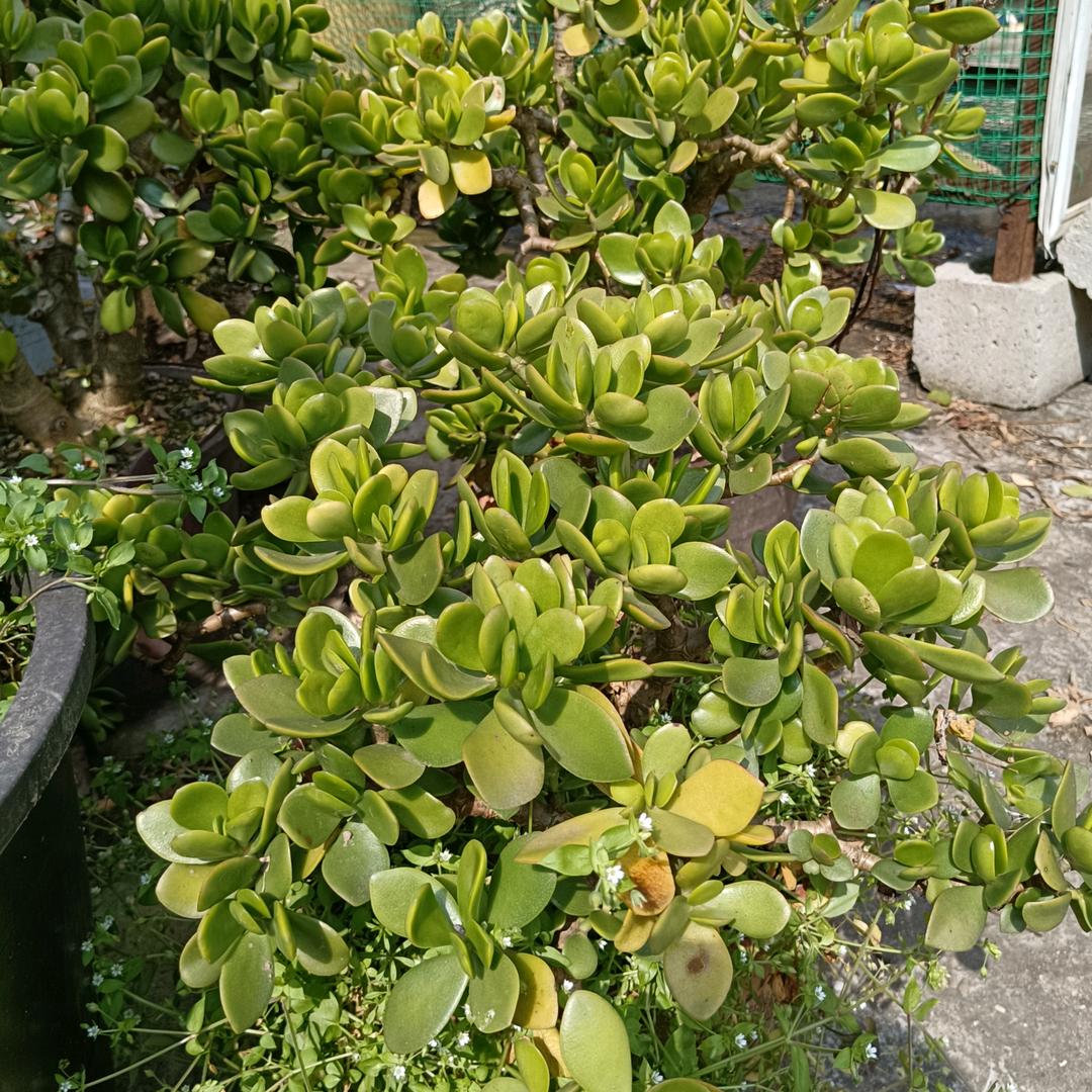 等待明天