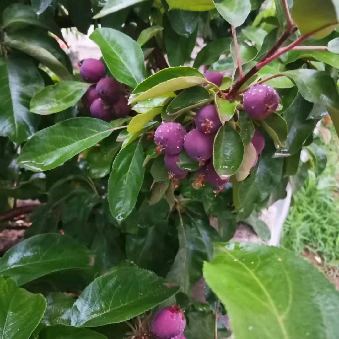花落泪如雨