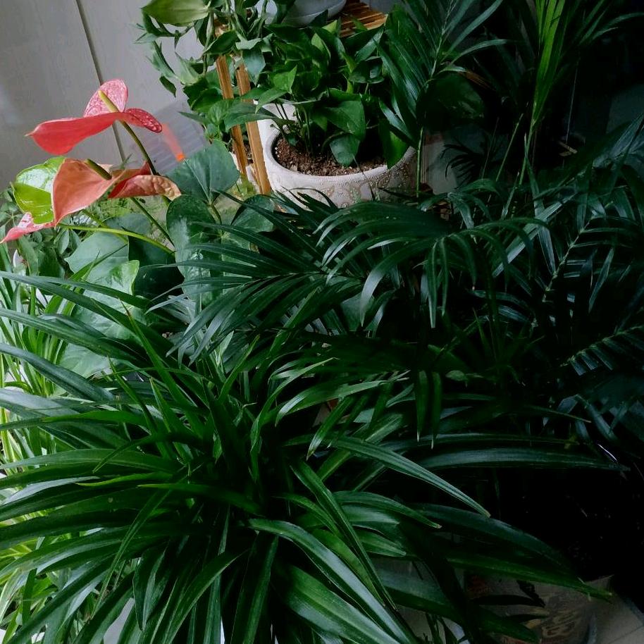 雨露