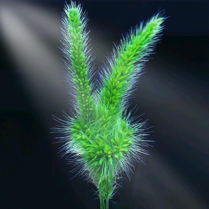 Étoile filante