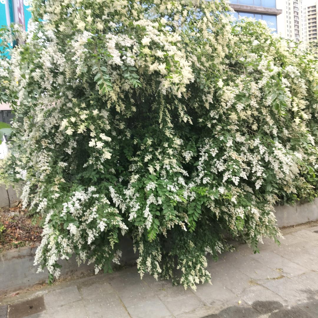 ☆琼玉*^O^*可遇☆