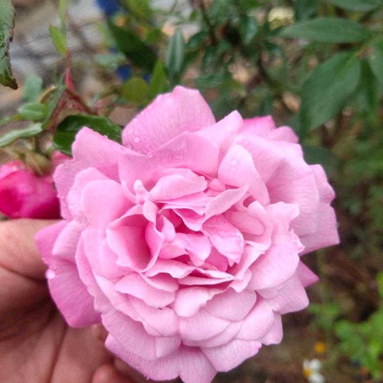 开心过好每一天