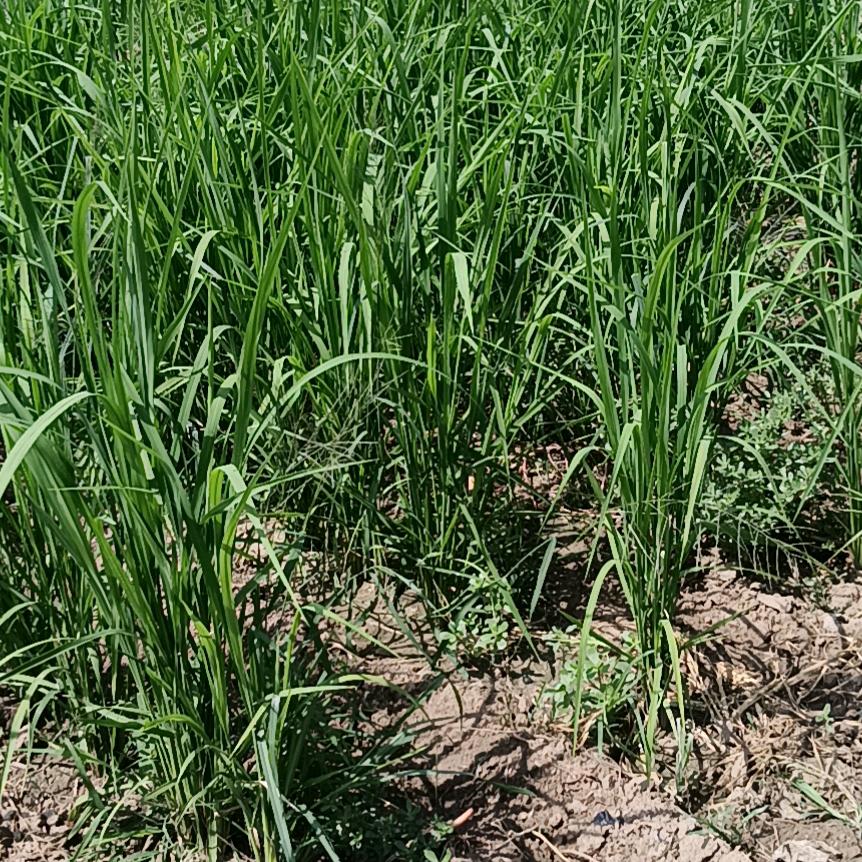 李世民返乡创业《养殖和种植》