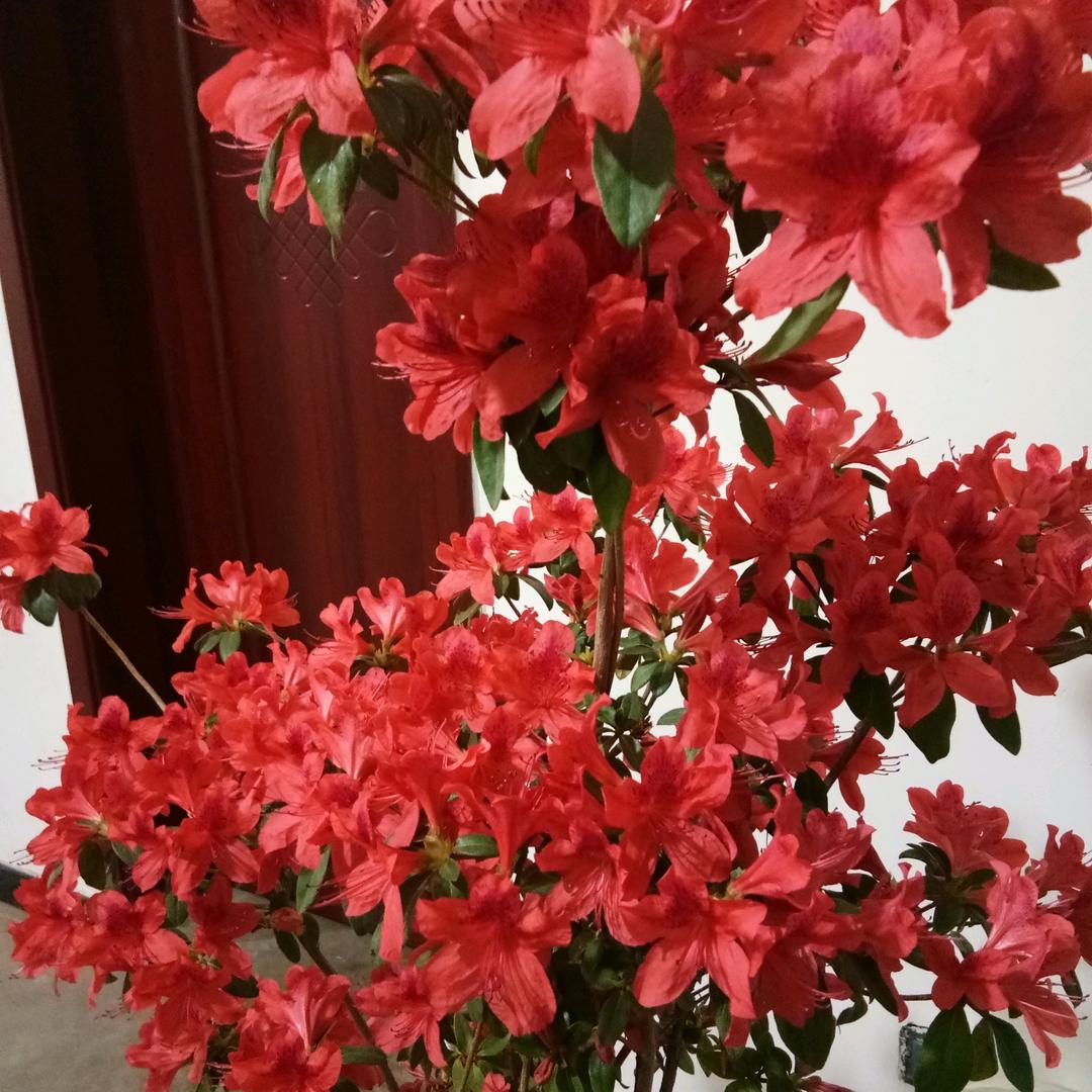 好运连连