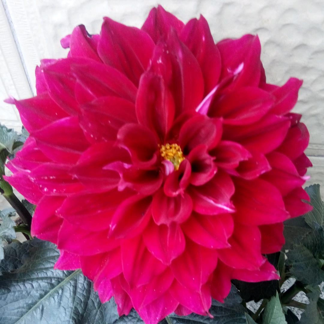 青菜开心头像