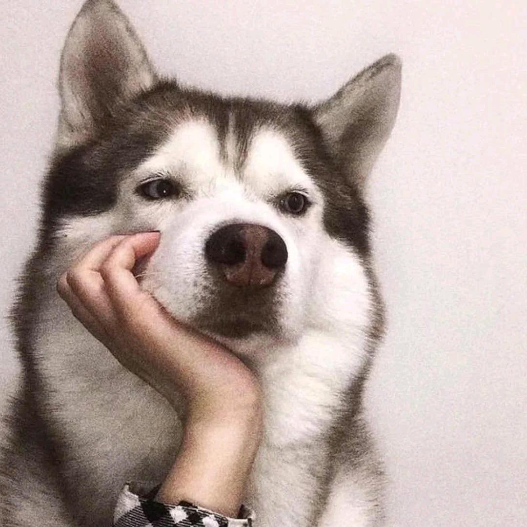 猛男阿乐