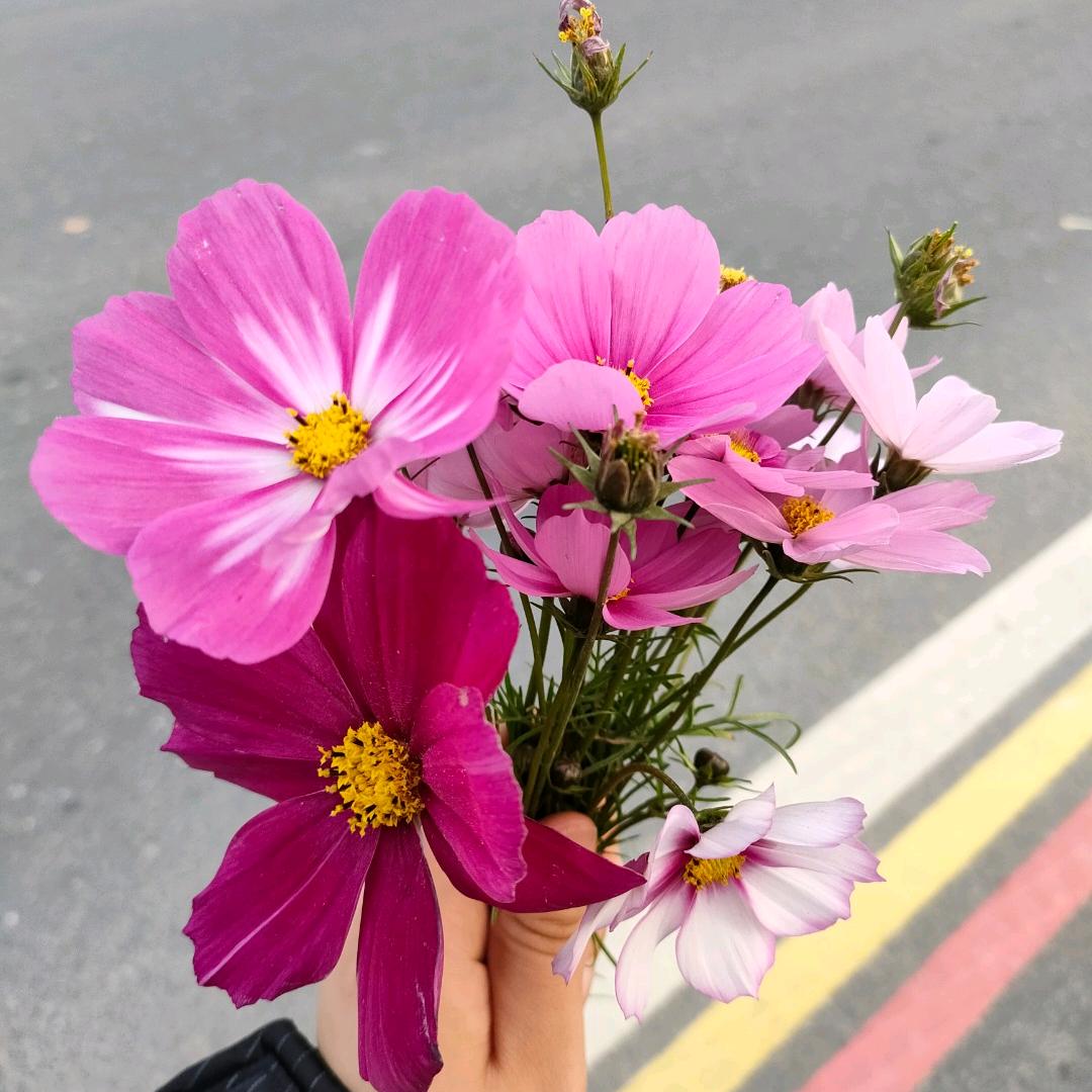 付先生的刘小姐