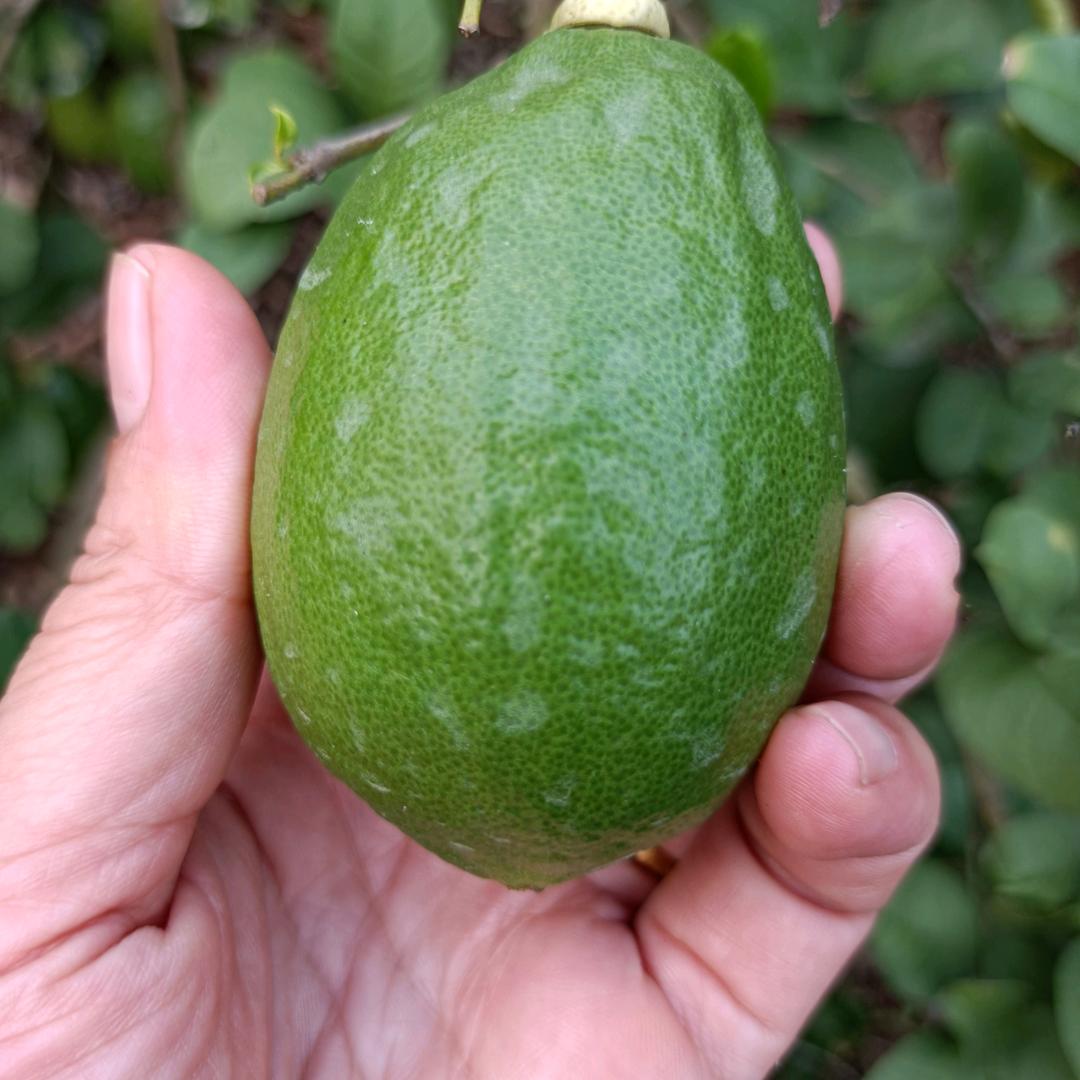 香香广东香水柠檬果园