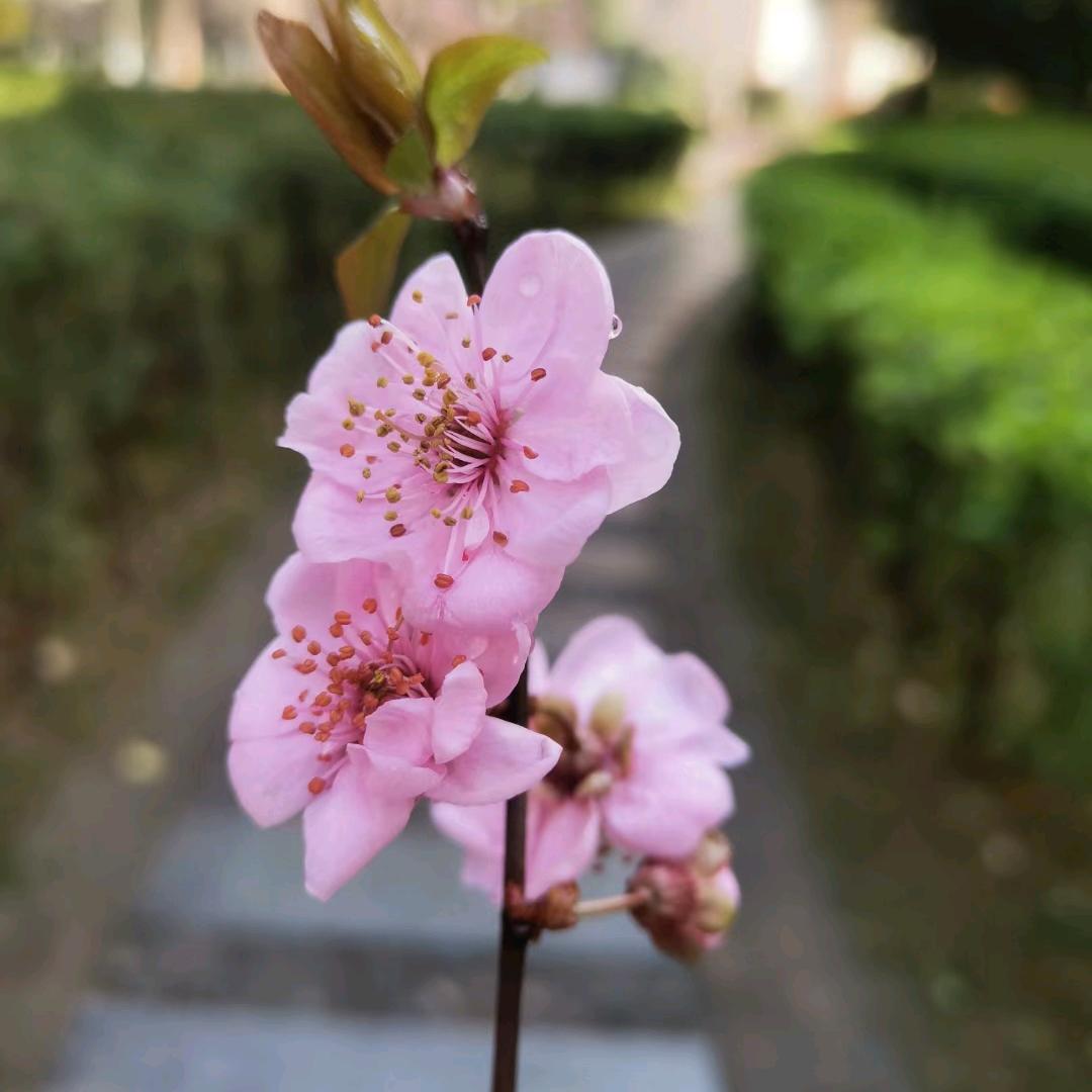 飞琥