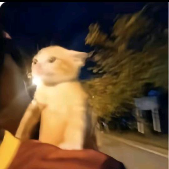 怎么又困了？