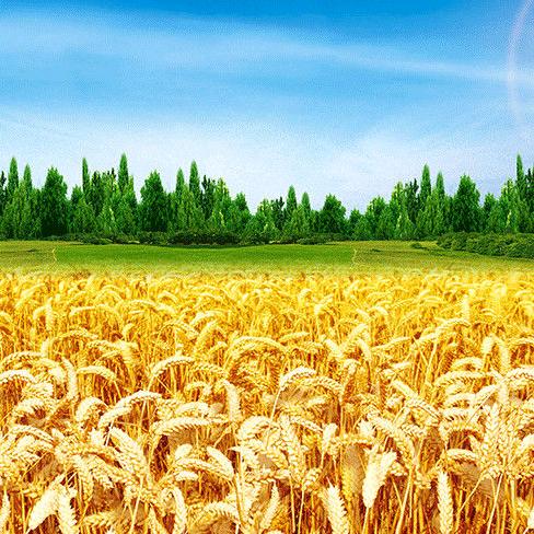 福慧美好（爱）