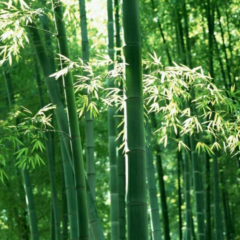 小维特
