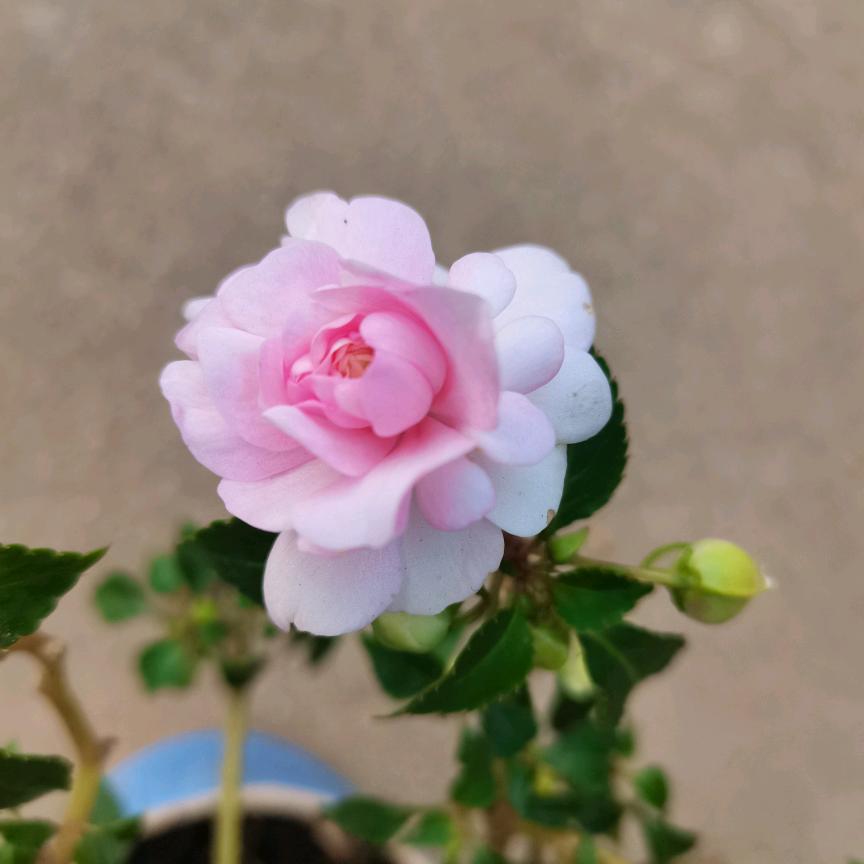 莳花弄草