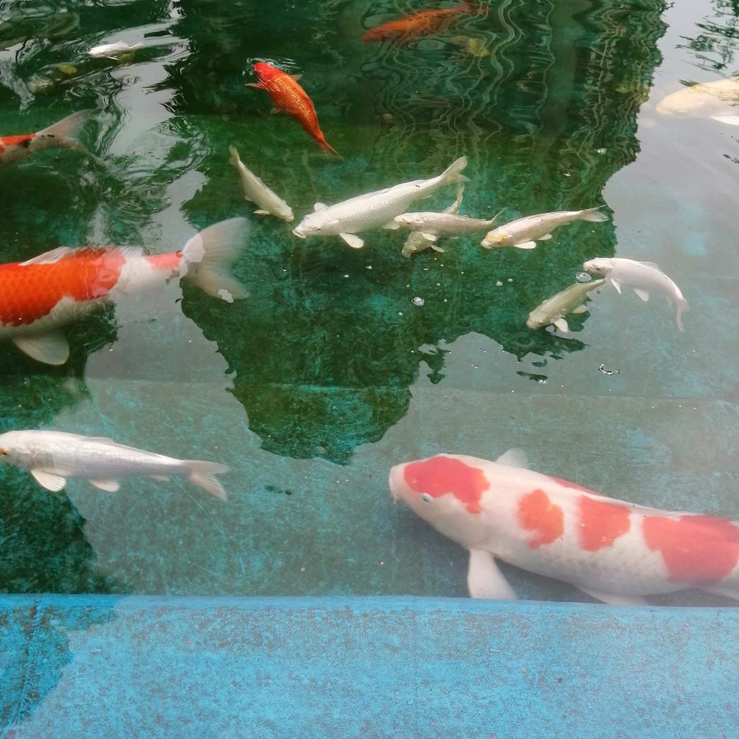 螳螂卜禅