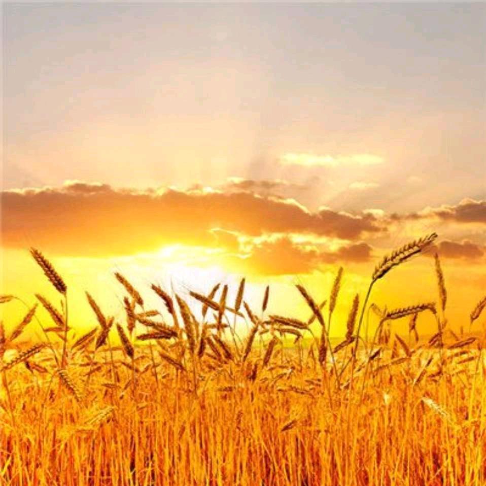 溪聪种养殖家庭农场