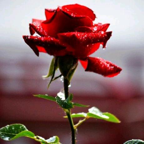 快乐🌹