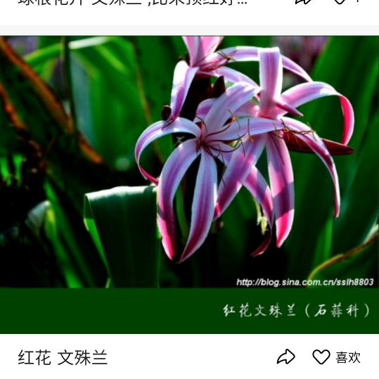 鲜红的红雨