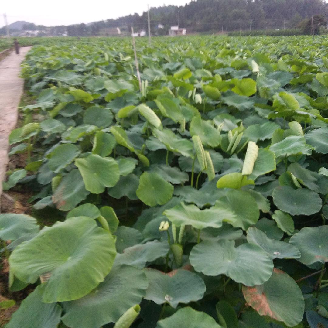 💋烟酒🧚‍♀️🧚‍♀️疗心伤☘️