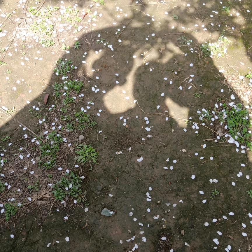 向日葵786582