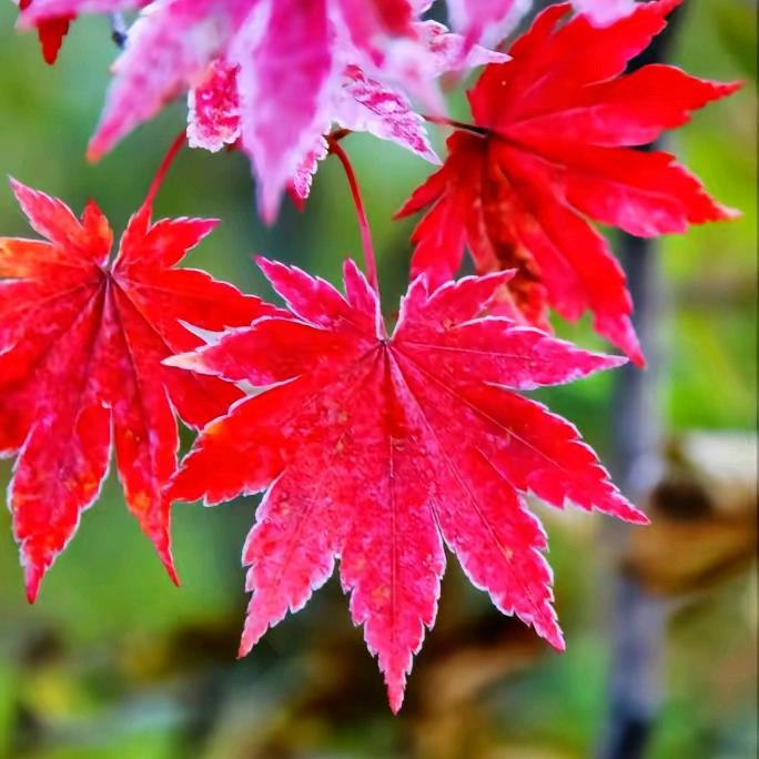 🍁枫叶红