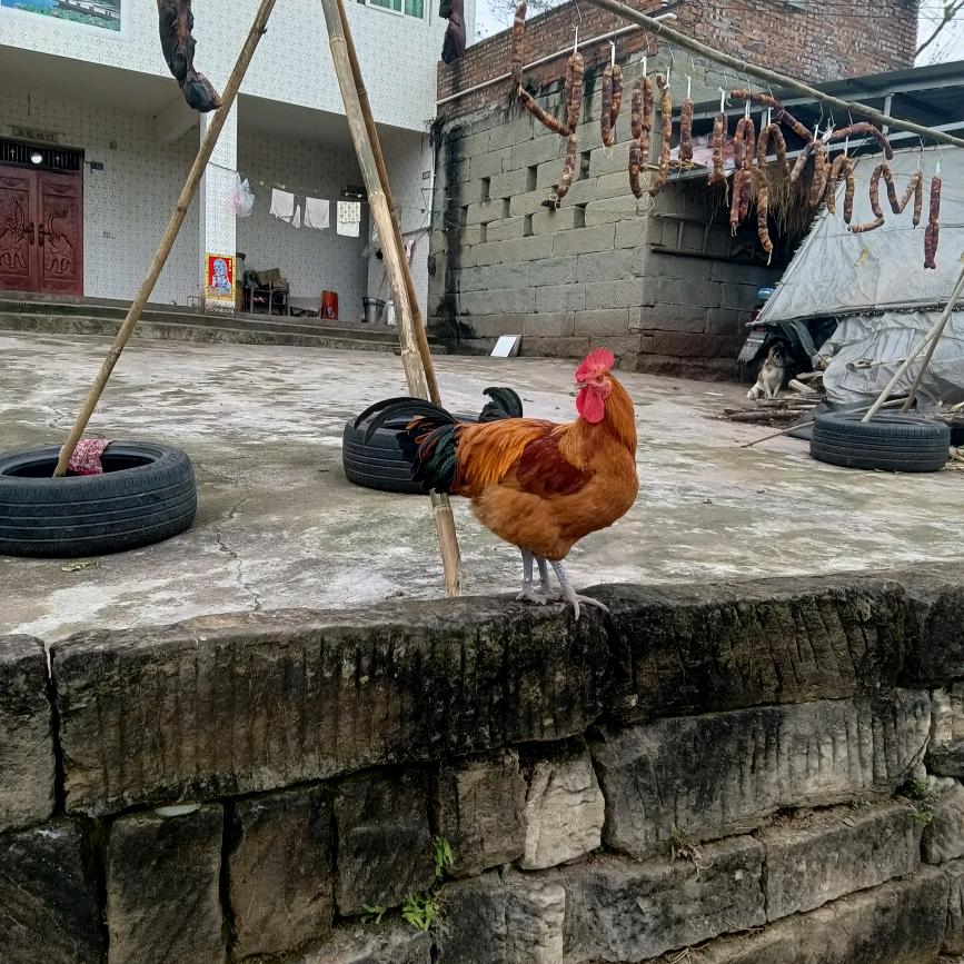 施文英::尽亽△…。，此::一√