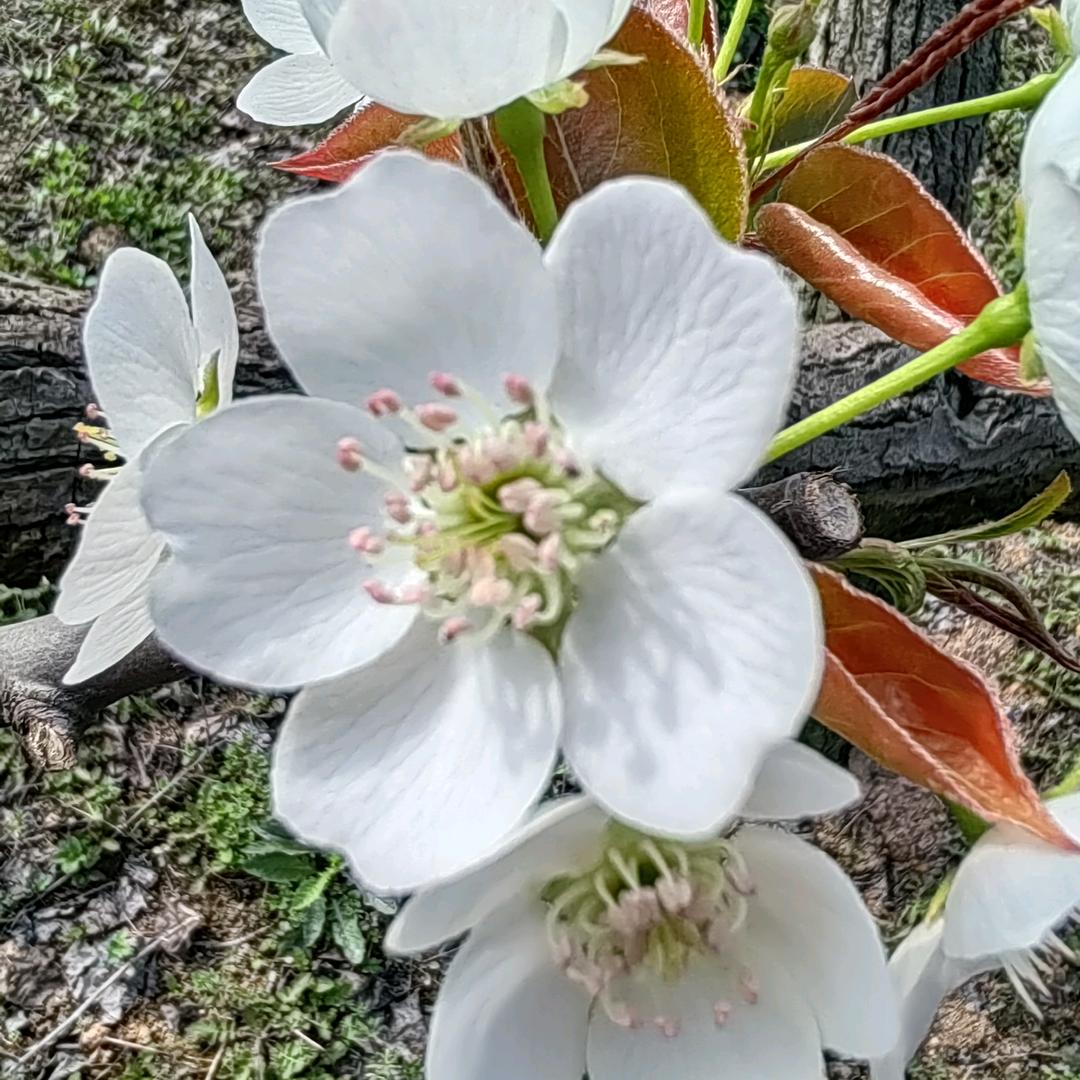 蜜梨，黄桃种植