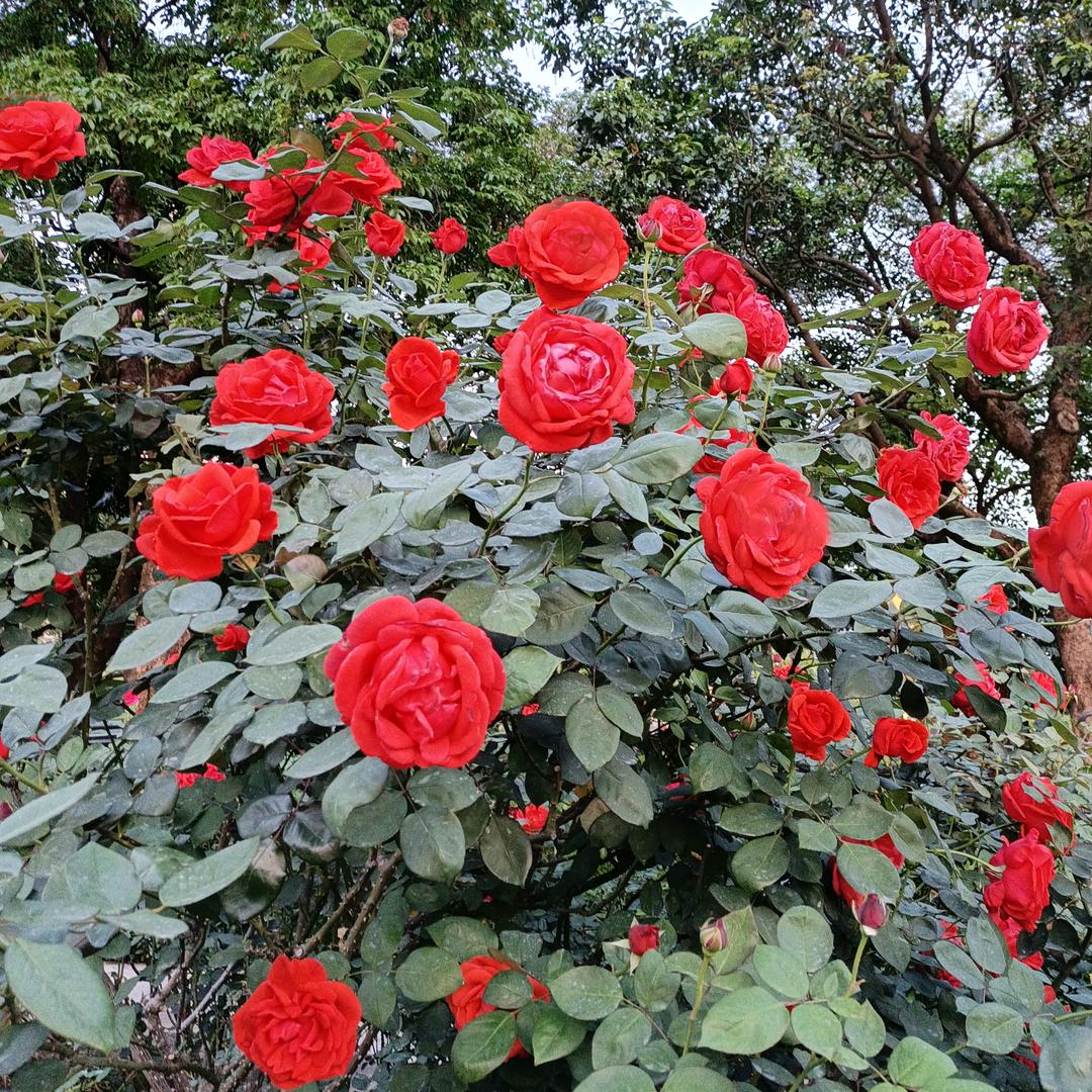 芳芳