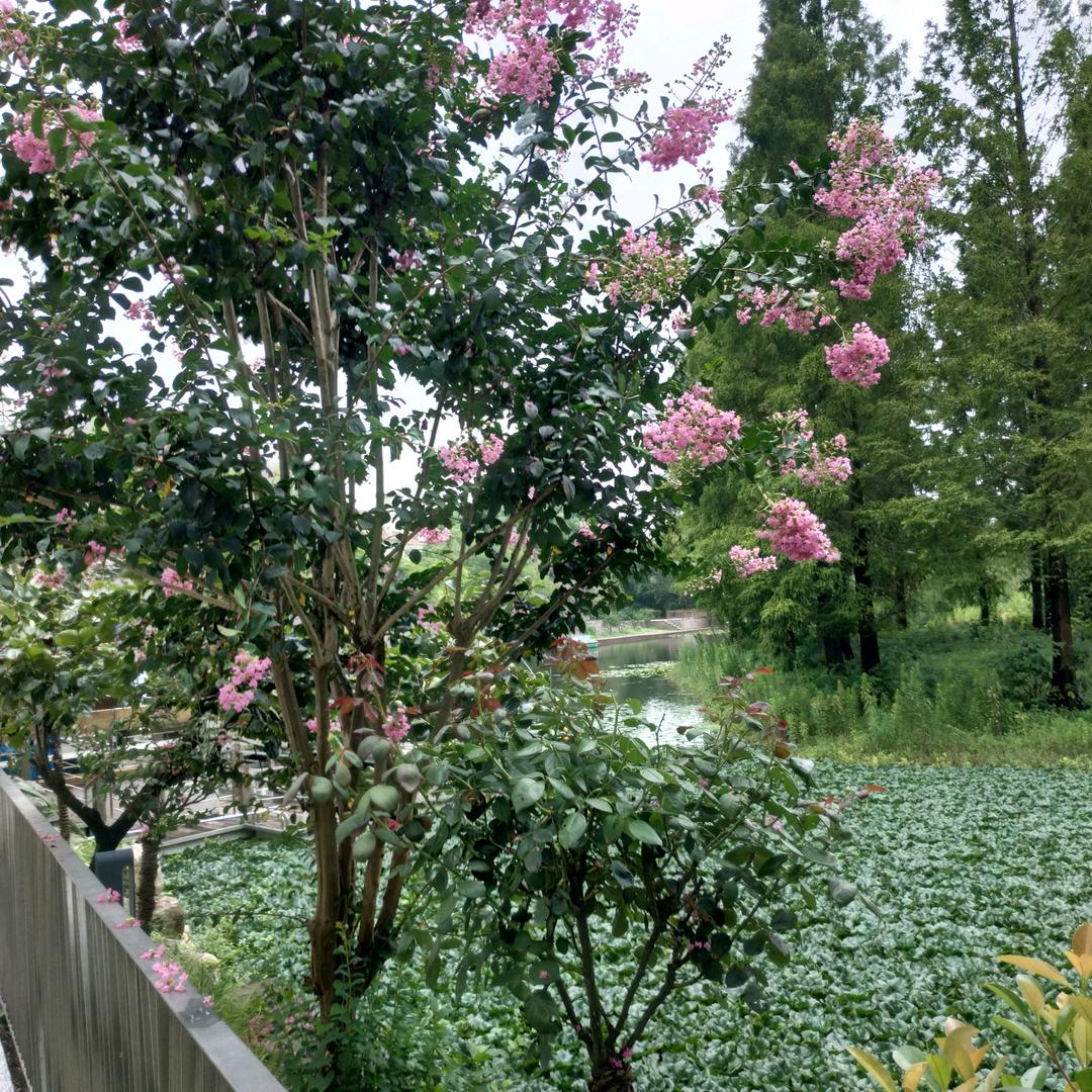 人生不能再回头柳