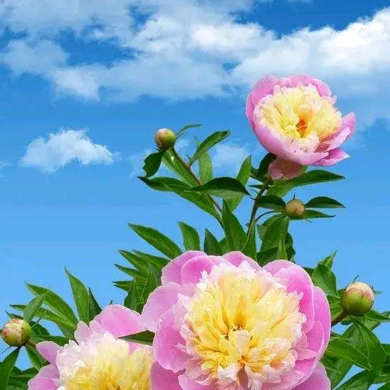 跃儿(钦州市东风市场丽人风采店)